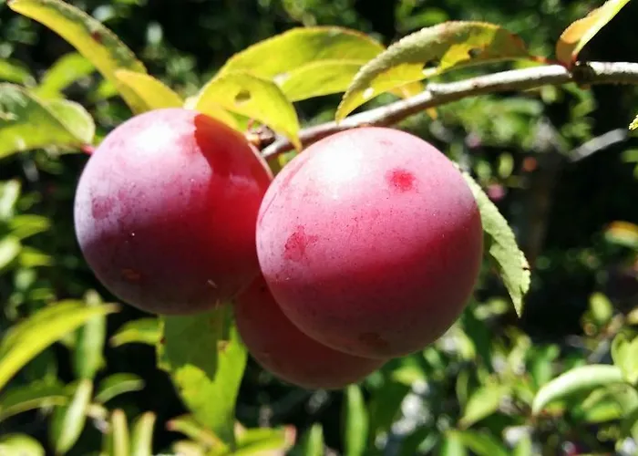 Vale Da Palha Casa vacanze *